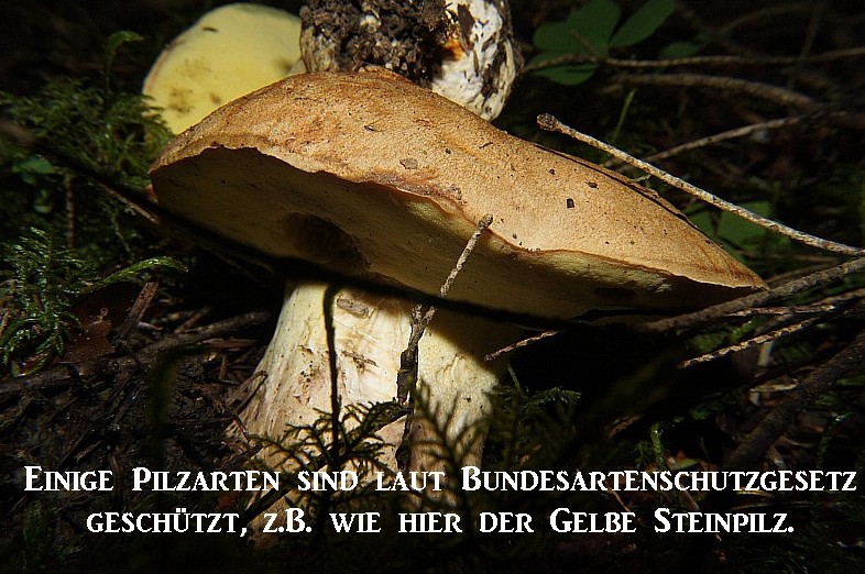 Klick hier.... Geschütze Pilzarten laut Bundesartenschutzgesetz