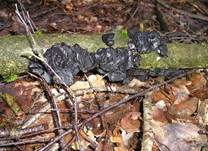 AbgestutzterDruesling-