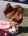 BischofsmuetzeE7-