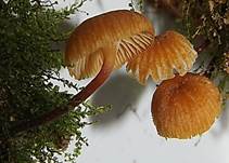 Gloeckchennabel2