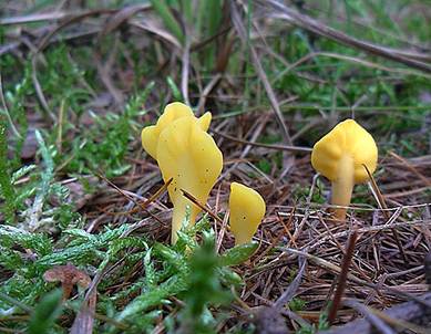 Dottergelber Spateling01