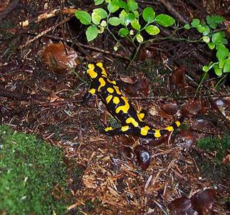 Feuersalamander102003b