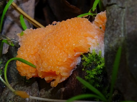 FischeierschleimiJens