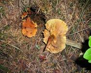 GefleckterFlaemmling200401