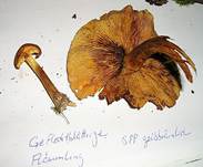 GefleckterFlaemmling2004