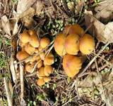 GimmertintlingErgaenzung2006a