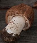 grosser-waldch8