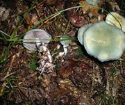 GruenspanntraeschlingEssbarErgaenzung