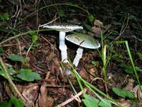 GruenspanntraeschlingEssbarErgaenzung2