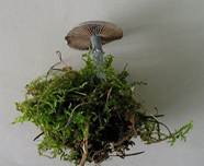 Gruenspanntraeschling09042