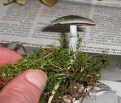 Gruenspanntraeschling0904