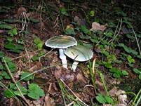 GruenspanntraeschlingEssbarErgaenzung23