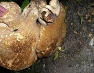 Habichtsstacheling2005a