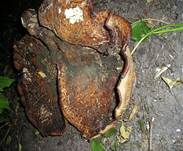 Habichtsstacheling2005