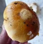 Brotpilz4