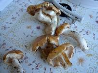 Brotpilz9