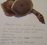 HorngrauerRuebling102003