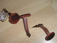 Kampfermilchling05Essbarc