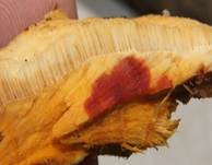 LeuchtenderWeichpoling6