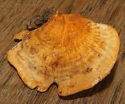 LeuchtenderWeichpoling5