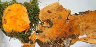 LeuchtenderWeichpoling7