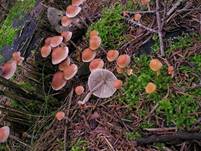 NatternstieligerSchwefelkopf1104