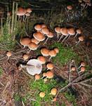 GeselligerSchwefelkopf21205Ungeniessbar