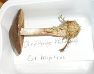 OlivblaettrigerKlumpfuss05