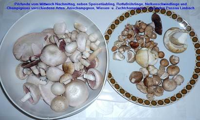2012-06-06Pilzfunde