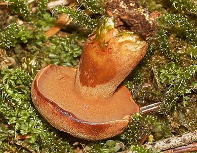 Pfefferroehrl