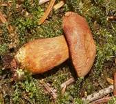 Pfefferroehrli