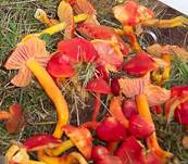 LeuchtendroterSaftling