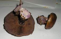 PurpurfeckigerKlumpfussEssbar10043