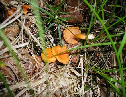 SamtpfifferlingErg�nzung06