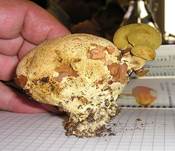 Anhaenchselroehrling05aaa