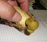 Anhaenchselroehrling05a