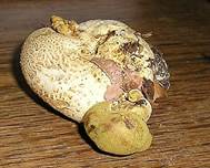 Anhaenchselroehrling05