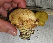 Anhaenchselroehrling05aa