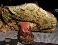 Schoenfussroehrling102003