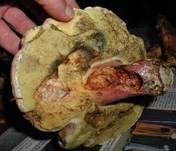 Schoenfussroehrling102003c