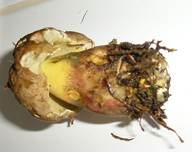 Schoenfussroehrling05ab