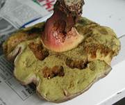 Schoenfussroehrling102003d