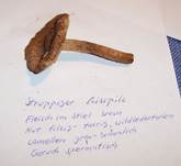 StruppigerRisspilz2