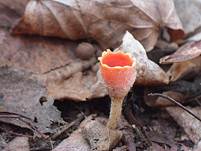 Tulpenbecherling-