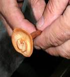 LacktrichterlingaufLacktrichterlings