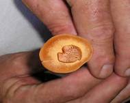 LacktrichterlingaufLacktrichterling