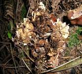 WelligeWurzellorchelHund2