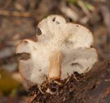 WinterporlingBaum