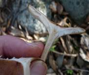 duftendertrichterling99