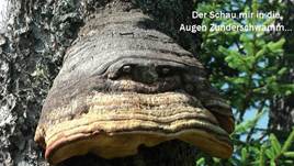 zunder-augen
